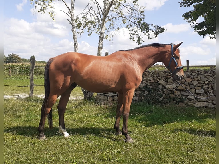 Selle français Wałach 5 lat 173 cm Gniada in Cheviré-le-Rouge