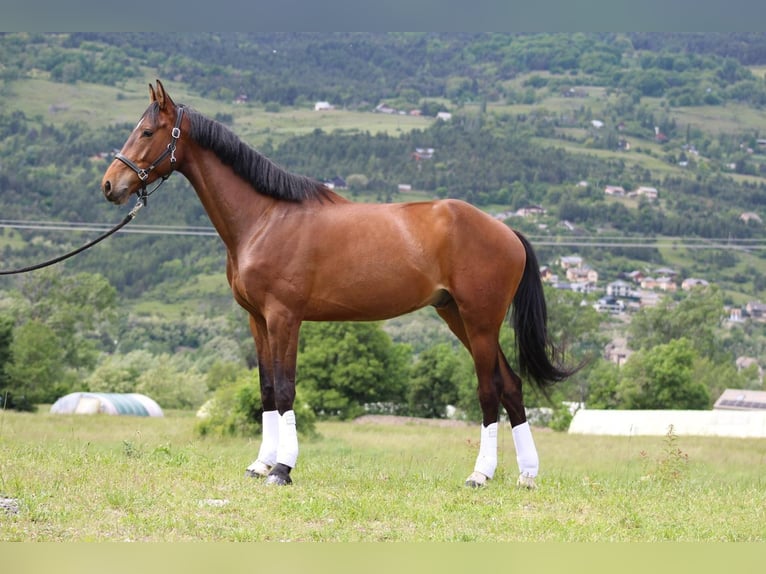 Selle français Wałach 5 lat 173 cm Gniada in Embrun