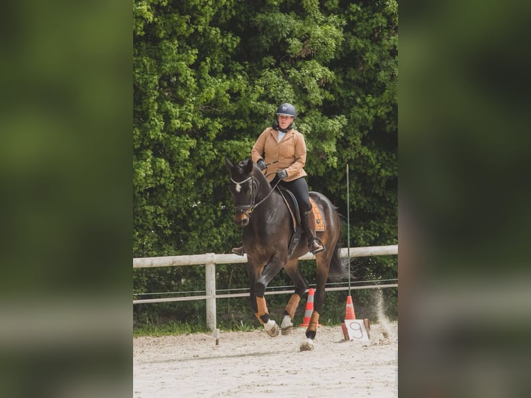 Selle français Wałach 5 lat 173 cm Skarogniada in les thuiles
