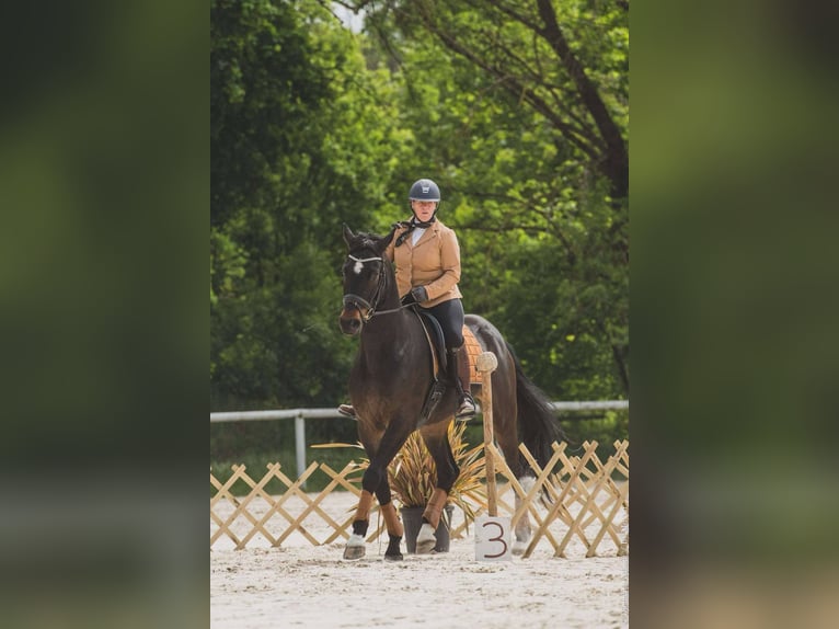 Selle français Wałach 5 lat 173 cm Skarogniada in les thuiles