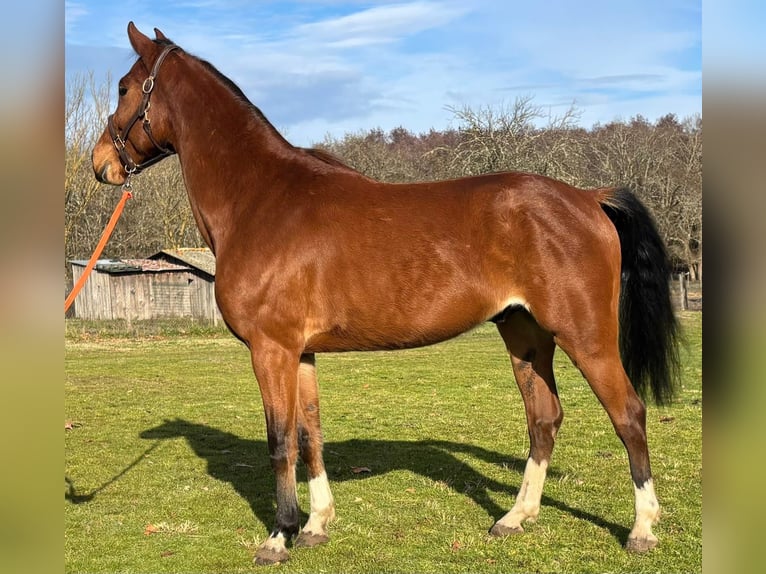 Selle français Wałach 6 lat 160 cm Gniada in Uzeste