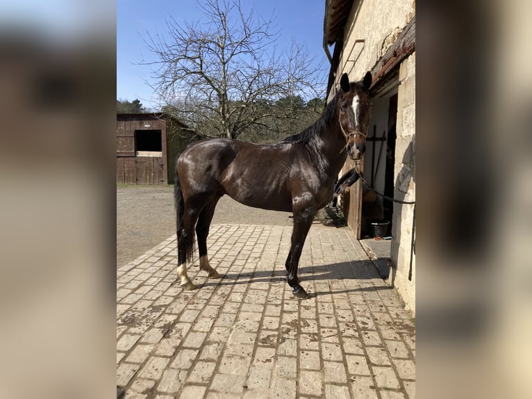 Selle français Wałach 6 lat 162 cm Skarogniada in CONTINVOIR