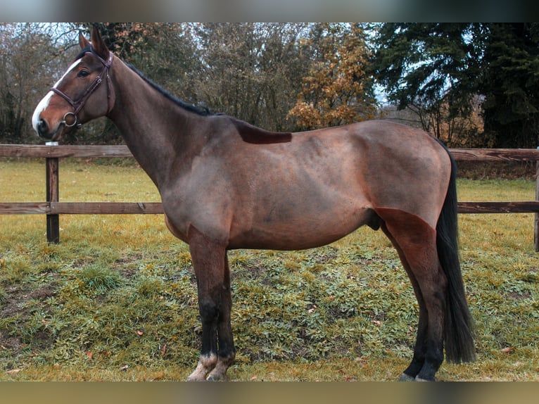 Selle français Wałach 6 lat 167 cm Gniada in Saint-Georges-de-Reintembault