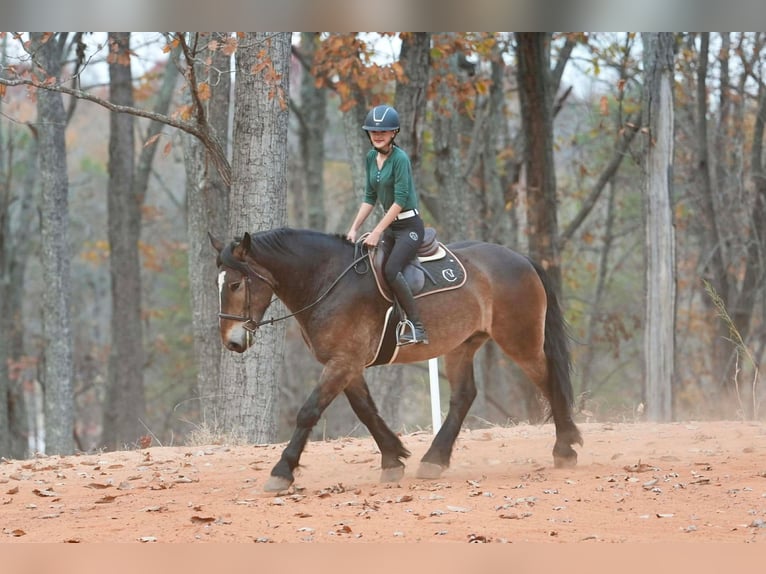 Selle français Mix Wałach 6 lat 168 cm Jelenia in Clover