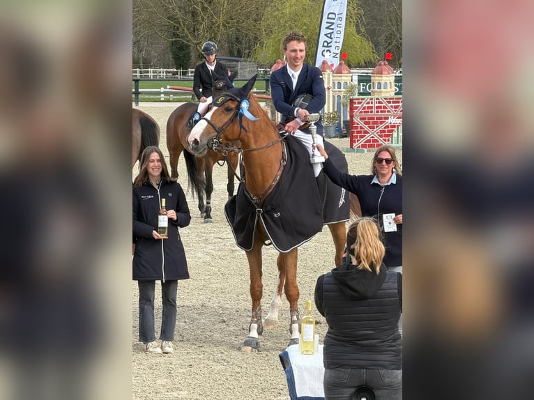 Selle français Wałach 7 lat 168 cm Cisawa in Saint-Amand-en-Puisaye