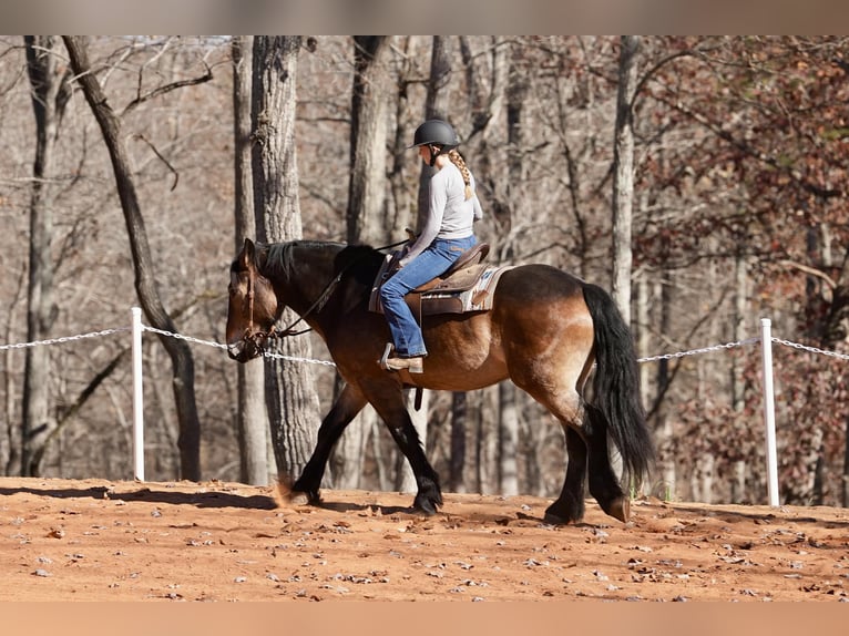 Selle français Mix Wałach 7 lat 168 cm Jelenia in Clover