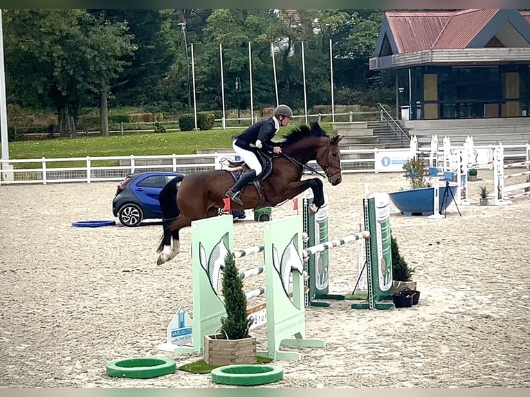 Selle français Wałach 7 lat 172 cm Gniada in Coudekerque-Branche