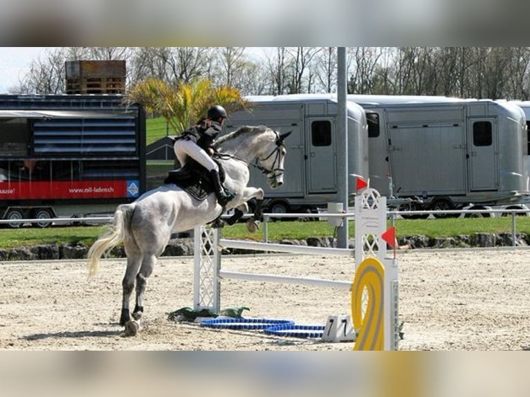 Selle français Wałach 7 lat 173 cm Siwa w hreczce in &#xC9;cully