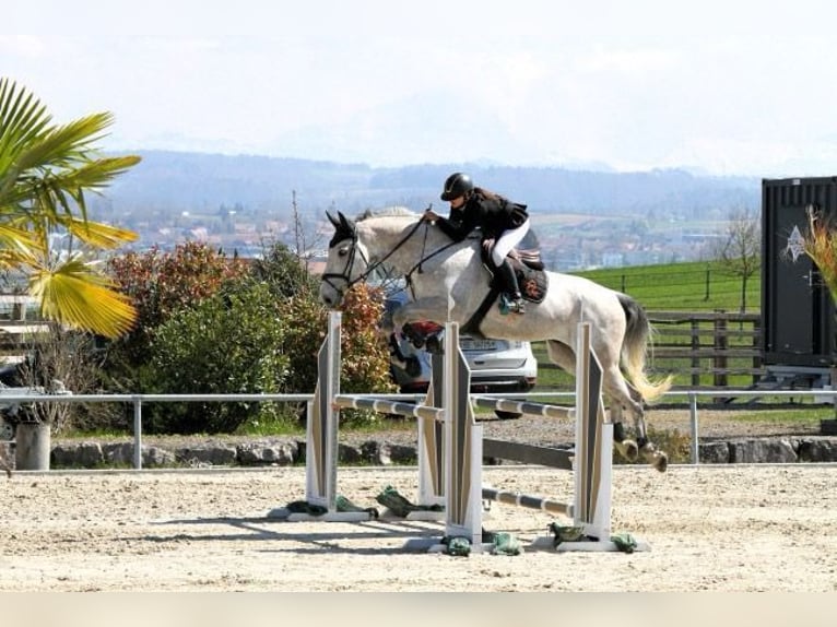 Selle français Wałach 7 lat 173 cm Siwa w hreczce in &#xC9;cully