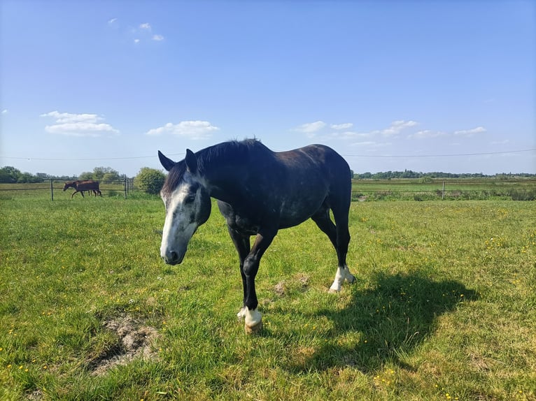 Selle français Wałach 7 lat 174 cm Siwa in Soullans