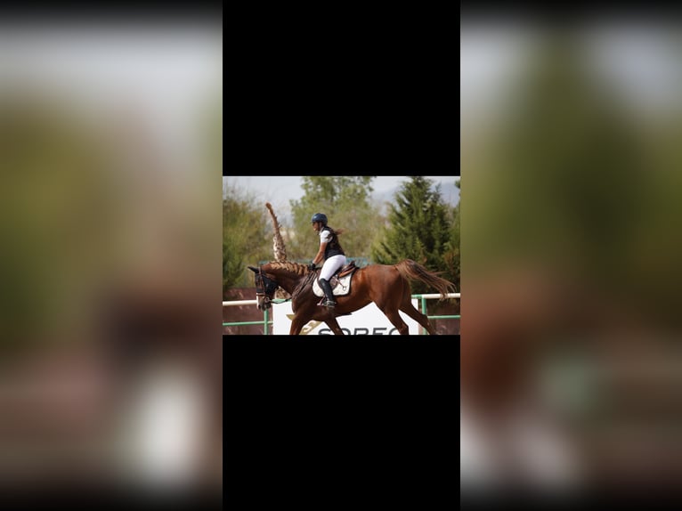 Selle français Wałach 8 lat 175 cm Ciemnokasztanowata in Morocco, Tanger city