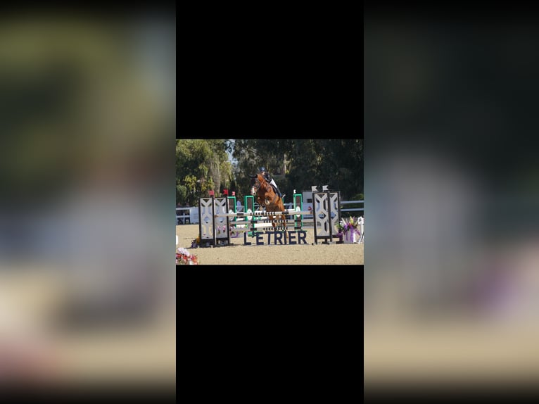 Selle français Wałach 8 lat 175 cm Ciemnokasztanowata in Morocco, Tanger city