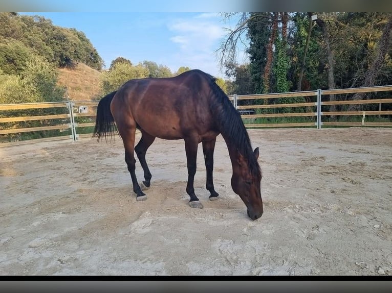 Selle français Wałach 8 lat 180 cm Ciemnogniada in Roquefort-les-Pins