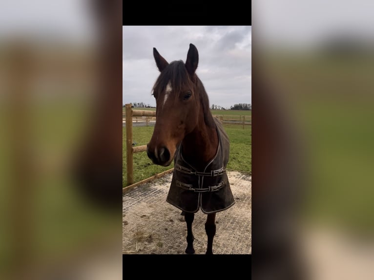 Selle français Wałach 9 lat 158 cm Gniada in Villiers en plaine