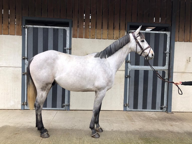 Selle français Wałach 9 lat 170 cm Siwa in GROTE-BROGEL