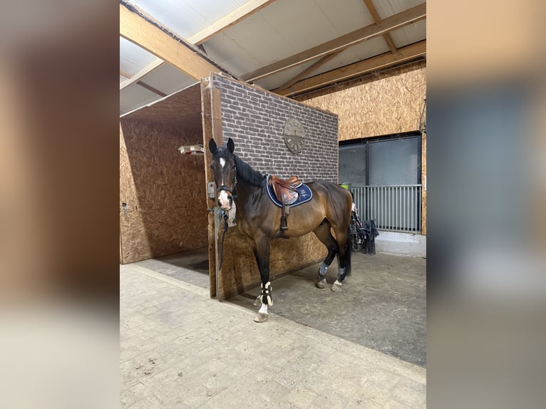 Selle français Wałach 9 lat 170 cm Skarogniada in Metz