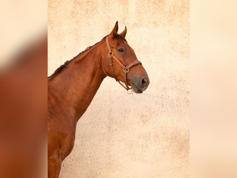 Selle français Wałach 9 lat 175 cm Gniada in La Bazeuge