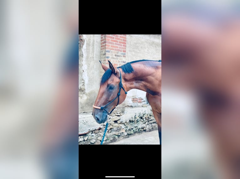 Selle français Wałach 9 lat 175 cm Gniada in Lésigny