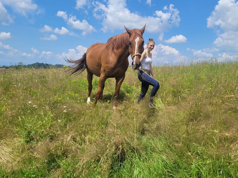 Selle français Wałach 10 lat 170 cm Kasztanowata in longessaigne