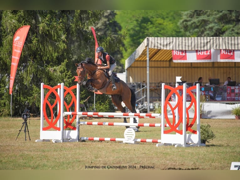 Selle français Wałach 11 lat 163 cm Skarogniada in Saint-Pardoux-du-Breuil