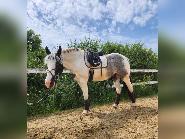 Selle français Wałach 12 lat 163 cm Srokata in Rennerod