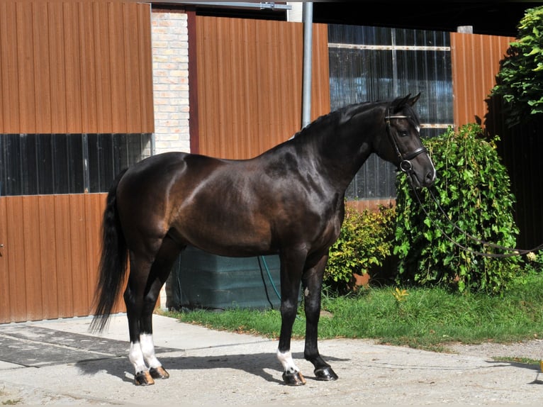 Selle Francais Wallach 10 Jahre 163 cm Rappe in Schattendorf