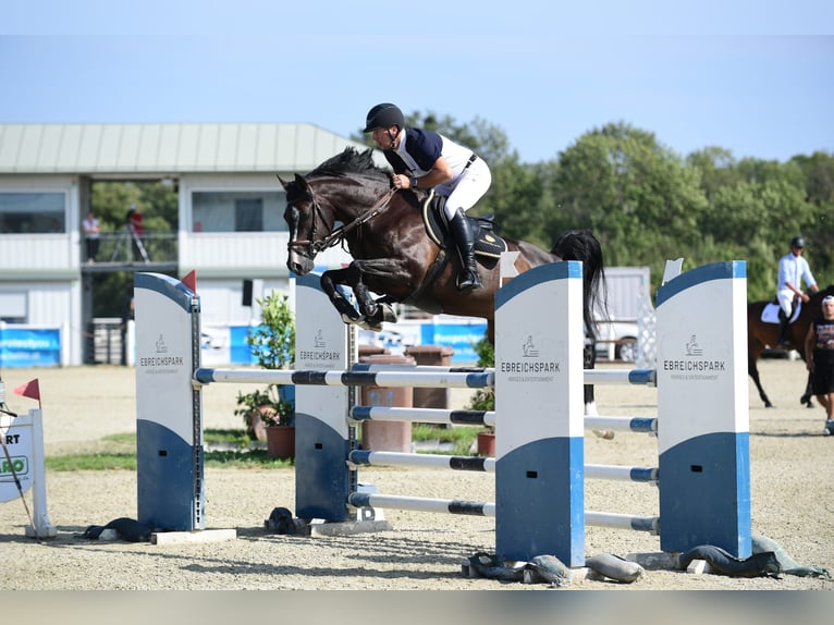 Selle Francais Wallach 10 Jahre 163 cm Rappe in Schattendorf