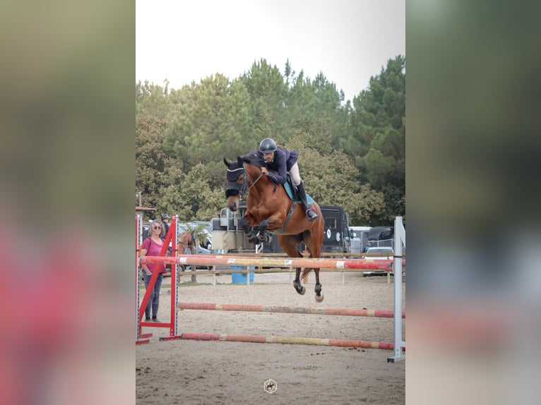 Selle Francais Wallach 10 Jahre 167 cm Brauner in Tartas