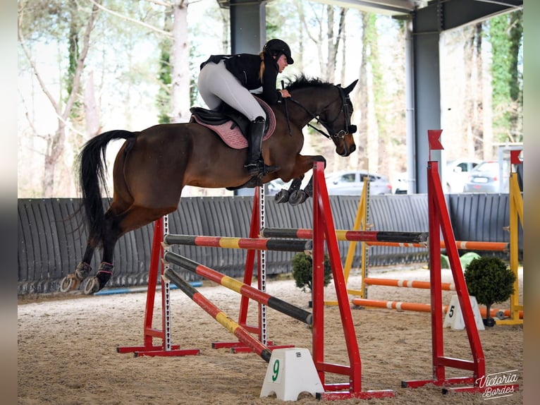 Selle Francais Wallach 10 Jahre 167 cm Brauner in Tartas