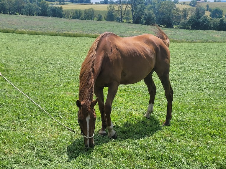 Selle Francais Wallach 10 Jahre 170 cm Fuchs in longessaigne