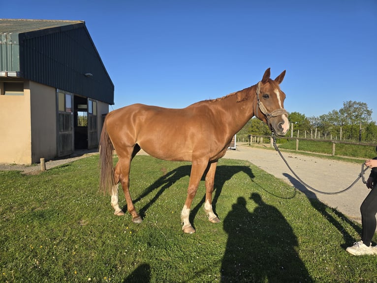 Selle Francais Wallach 10 Jahre 170 cm Fuchs in ST FLOUR