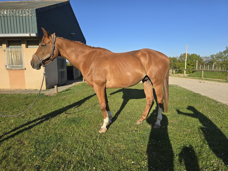Selle Francais Wallach 10 Jahre 170 cm Fuchs in ST FLOUR
