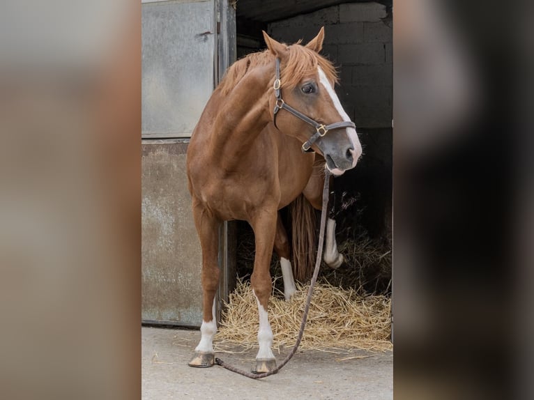 Selle Francais Wallach 10 Jahre 170 cm Fuchs in Yveline