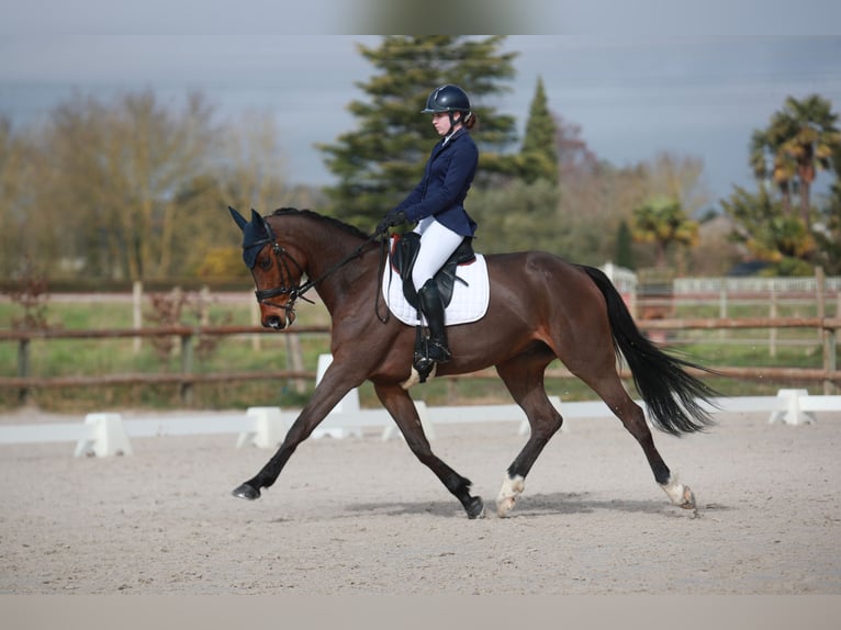 Selle Francais Wallach 10 Jahre 170 cm Schwarzbrauner in Saumur