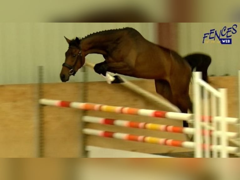 Selle Francais Wallach 10 Jahre 170 cm Schwarzbrauner in Saumur