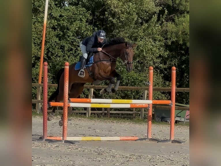 Selle Francais Wallach 10 Jahre 170 cm Schwarzbrauner in Saumur