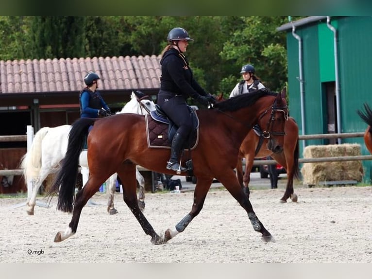 Selle Francais Wallach 10 Jahre 173 cm Brauner in Ramonville-Saint-Agne