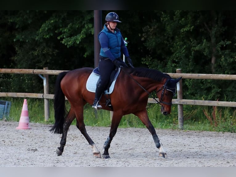 Selle Francais Wallach 10 Jahre 173 cm Brauner in Ramonville-Saint-Agne