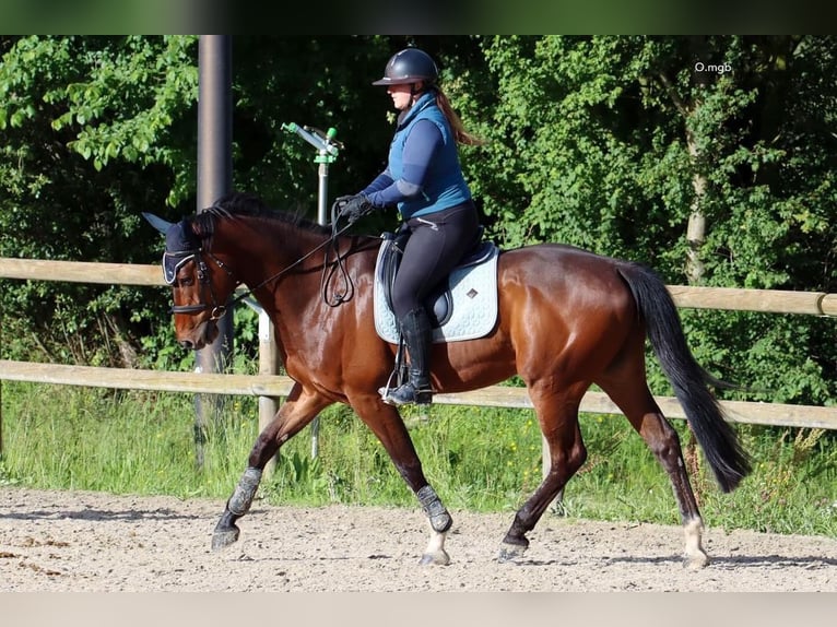 Selle Francais Wallach 10 Jahre 173 cm Brauner in Ramonville-Saint-Agne