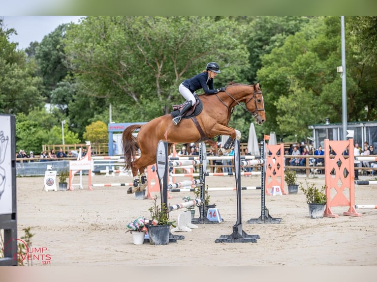 Selle Francais Wallach 10 Jahre 173 cm Fuchs in aix en provence