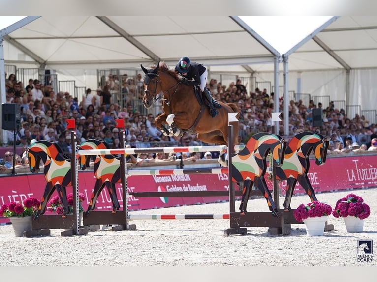 Selle Francais Wallach 10 Jahre 173 cm Fuchs in aix en provence