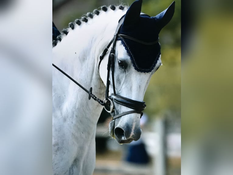 Selle Francais Wallach 10 Jahre 173 cm Schimmel in Cr&#xE9;teil