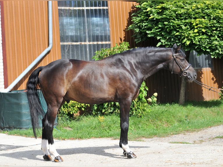 Selle Francais Wallach 11 Jahre 163 cm Rappe in Schattendorf