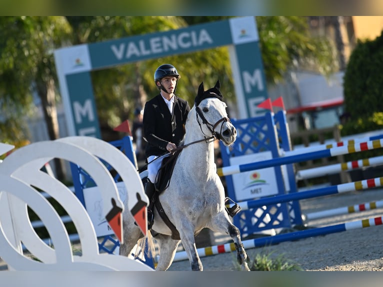 Selle Francais Wallach 11 Jahre 167 cm Schimmel in Montpellier