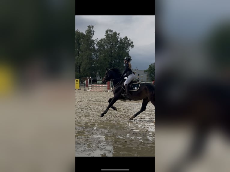 Selle Francais Wallach 11 Jahre 168 cm Dunkelbrauner in Rankweil