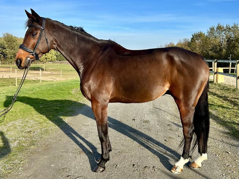 Selle Francais Wallach 11 Jahre 170 cm Schwarzbrauner in Saumur