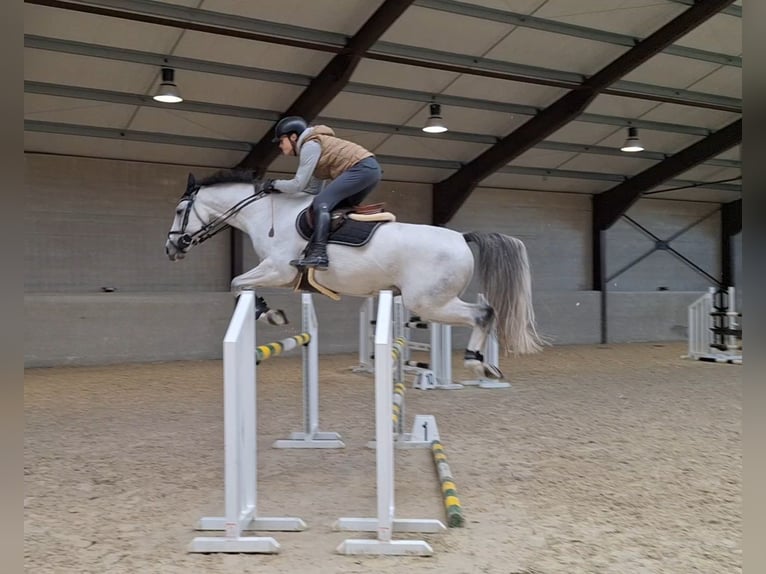 Selle Francais Wallach 11 Jahre 170 cm White in Grâce-Hollogne