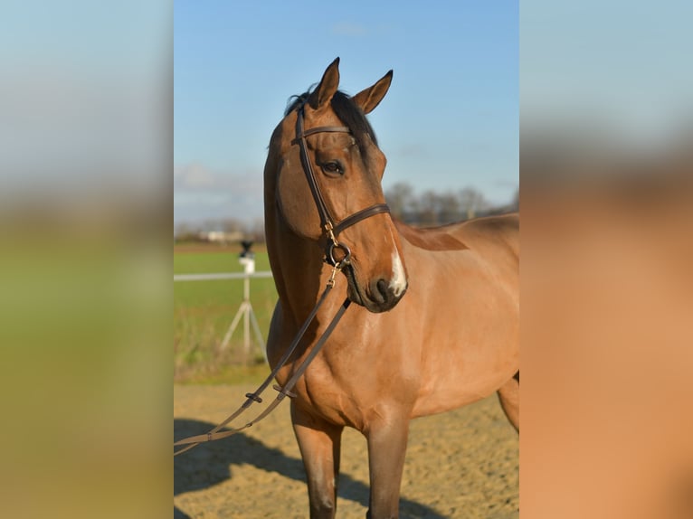 Selle Francais Wallach 11 Jahre 175 cm Brauner in Geilenkirchen