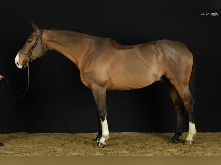 Selle Francais Wallach 11 Jahre 175 cm Brauner in Saint Nicolas de Redon