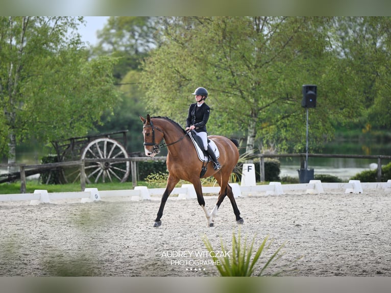 Selle Francais Wallach 11 Jahre 175 cm Brauner in Saint Nicolas de Redon